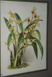 Lindenia Limited Edition Print: Catasetum Macrocarpum Var Chrysanthum (Yellow) Orchid AOS Collector Art (B2)