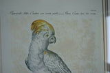 Rare Archival Art by Saverio Manetti (16 C.) Very Limited Edition Folio Lithograph of Cockatoo Parrot professionally framed in hand painted signed frame with x3 acid free mats 22,5" X 17,5" from "The Natural History of Birds" COLLECTOR ART