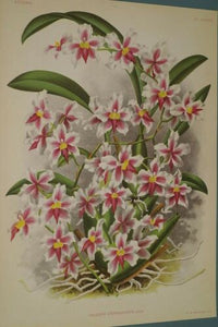 Lindenia Limited Edition Print: Oncidium Leopoldianum Orchid (Magenta, White, and Yellow)  Collectible Art (B2)