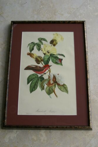 VERY RARE Descourtilz Limited Edition Original 1960 Folio Lithograph, Plate 31: Scarlet Flycatcher or Moucherolle Rubin (item DES4) Framed Professionally in Large Hand-painted Frame 20
