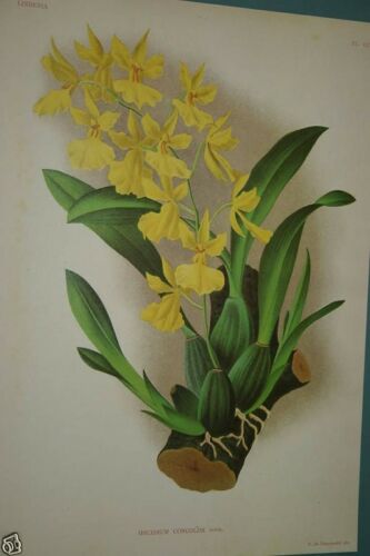 YELLOW ORCHID Limited Edition Paper Print