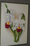 Lindenia Limited Edition Print: Cattleya Trianae Lind Var Excelsior L Lind (White with Magenta and Yellow Center) Orchid Collector Art (B5)