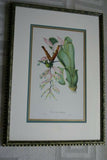 Professionally Triple Matted & Framed in Hand-painted Frame 26”x 19” VERY RARE Authentic Limited Edition 1960 Descourtilz Folio of Tropical Sappho Comet Hummingbird or Oiseau-Mouche Chatoyant Bird Plate 55 from Brazil (DES11)