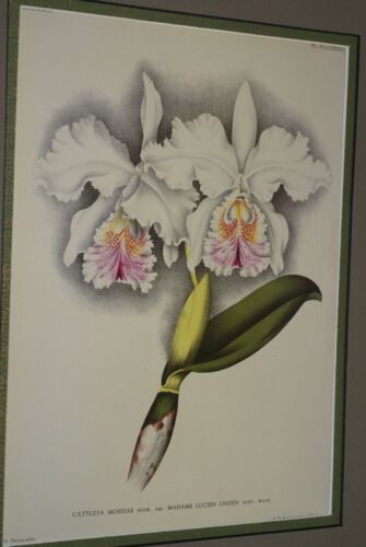 Lindenia Limited Edition Print: Cattleya Mossiae Var Madame Lucien Linden (White with Pink and Yellow Center) Orchid Collector Art  (B5)