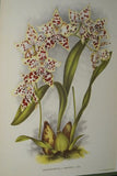 Lindenia Limited Edition Print: Odontoglossum x Adrianae Var Crawshayanum (White with Speckled Sienna)  Orchid Collector Art (B4)