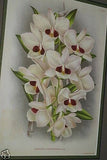 Lindenia Limited Edition Print: Dendrobium Nobile Var Jaspideum (Magenta) Orchid Collector Art (B5)