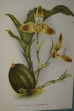 Lindenia Limited Edition Print: Lycaste Deppei Var Praestans (Yellow and Sienna) Orchid Art Collectible (B4)