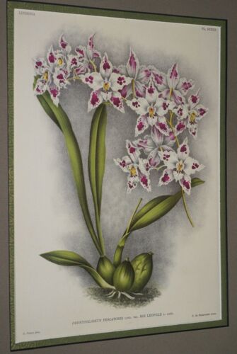 Lindenia Limited Edition Print: Odontoglossum Pescatorei Var Roi Leopold (White with Magenta Tips and Yellow Center) Orchid Collector Art (B4)