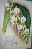 Lindenia Limited Edition Print: Dendrobium Leucolophotum (White) Orchid Collectible Art (B2)