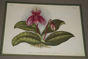 Lindenia Limited Edition Print: Paphiopedilum, Cypripedium x Gertrude Hollington hort var Illustre Hort, Lady Slipper (Magenta) Orchid(B5)