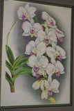 Lindenia  Limited Edition Print: Dendrobium Purpureum Candidulum (White) Orchid Collector Art (B1)