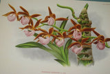 Lindenia Limited Edition Print: Paphiopedilum, Cypripedium Tessellatum Var Porphyreum, Slipper Orchid (Maroon) Collector Art (B1)