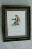 Authentic extremely rare 1775 H.C. hand-colored copperplate engraving of Lemur Lanatus from “Fantastic Beasts” by Johann Schreber, custom framed in hand painted frame with high quality silk mat