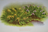 Lindenia Limited Edition Print: Masdevallia Coriacea (Yellow with Speckled Magenta) Orchid Collectible Art (B2)