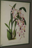 Lindenia Limited Edition Print: Epidendrum Dichromum Romum Ldl Var Amabile Batem (Magenta and White) Orchid Collectible Art  (B5)