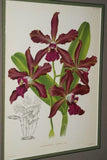 Lindenia Limited Edition Print: Laeliocattleya x Sayana (Magenta) Orchid Collectible Art (B3)