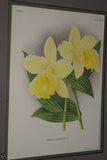 Lindenia Limited Edition Print: Aerides Quinquevulnerum Vanda Type (White and Pink) Orchid Collector Art  (B1)