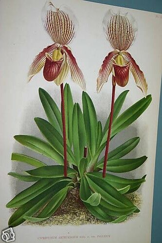 Lindenia Limited Edition Print: Paphiopedilum, Cypripedium Arthurianum Var Pallidum, Lady Slipper (Maroon) Orchid Collector Art (B1)
