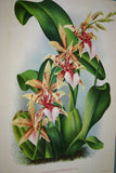 Lindenia Limited Edition Print: Odontoglossum Halli (Yellow, Sienna and White) Orchid Collector Art (B2)