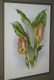 Lindenia Limited Edition Print: Anguloa Ruckeri Var Media (Yellow and Red) Orchid Collector Art (B1)