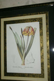 REDOUTE CYRTANTHUS KNYSNA LILY HAND PAINTED SIGNED FRAME 4x MATS FLOWER PRINT