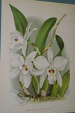 Lindenia Limited Edition Print: Cattleya Trianae Lind Varietates Var Yvonne Rita Princeps (White/Pink with Magenta and Yellow Center) Orchid Collector  Art .