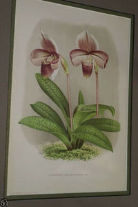 Lindenia Limited Edition Print: Paphiopedilum, Cypripedium Van Houtteanum, Lady Slipper (Maroon) Orchid Collector Art (B1)