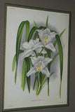 Lindenia Limited Edition Print: Cymbidium Parishi (White) Orchid Collector Art (B5)