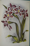 Lindenia Limited Edition Print: Odontoglossum Wilckearnum Albens (White and Sienna) Orchid Collector Art (B1)