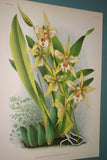 Lindenia Limited Edition Print: Odontoglossum Bleichroderianum (Pale Yellow with Speckled Red) Orchid Collector Art (B2)