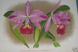 Lindenia Limited Edition Print: Laelia Elegans Var Houtteana (Fushia and White) Orchid Collectible Art (B1)