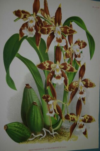 Lindenia Limited Edition Print: Odontoglossum Luteo Purpureum (Sienna, White and Yellow) Orchid Collector Art (B1)