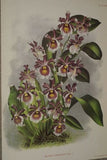 Lindenia Limited Edition: Miltonia Vexillaria Benth Var Virginalis (White) Orchid Print Decor (B3)