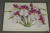 Lindenia Limited Edition Print: Miltonia Blunti Var Lubbersiana (Magenta, Yellow and White)  Orchid Collector Art (B2)