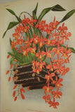 Lindenia Botanical Print Limited Edition: Phaius Grandifolius (Red/Orange) Orchid Designer Art (B2)