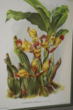 Lindenia Botanical Print, Limited Edition: Chysis Laevis, Orange and Yellow Orchid Collectible Decor (B5)