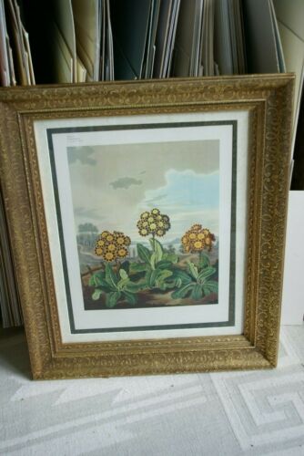 1956 botanical book lithograph limited to 1750 copies printed on Gelderland white cartridge 'The Beauties of Flora' Painted by T. Baxter, stipple engraving by J. Hopwood, background aquatinted by F.C Lewis & published by S. Curtis POLYANTHUS 25X21
