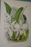 Lindenia Limited Edition Print: Cattleya Mossiae Var Bousiesiana (Pink with Yellow Center)  Orchid Collector Art (B2)
