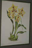 Lindenia Limited Edition Print: Odontoglossum Crispum Ldl Var Funambulum L Lind (White with Red) Orchid Collector Art (B5)