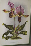 Lindenia Limited Edition Print: Paphiopedilum, Cypripedium x Lucienianum Var Superbum, Lady Slipper (Magenta) Orchid Collector Art (B5)