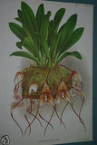 Lindenia Limited Edition Print: Masdevallia Macrura Chimaera (Yellow and Sienna) Orchid Flora Art (B4)