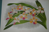 Lindenia Limited Edition Print: (Yellow and Sienna striped) Orchid Stauropsis Fasciata Benth Collectible Art (B5)