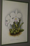 Lindenia Art Print Limited Edition Laeliocattleya x Pallas Orchid, White and Magenta, Collectible Art (B4)