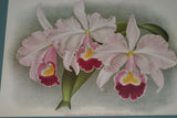 Lindenia Limited Edition Print: Cattleya Trianae Var Purpurata (Pink and Magenta) Orchid Art (B2)