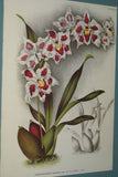 3 Lindenia Prints, Limited Edition Odontoglossum Crispum Collectible Orchid (White and Magenta) Art (B5)