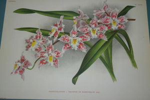 Lindenia Limited Edition Print: Odontoglossum Triomphe De Rambouillet (White with Speckled Pink And Yellow Center)  Orchid Collector Art (B3)