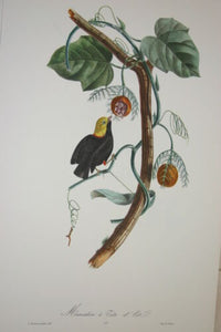 VERY RARE 1960 Rare Descourtilz Limited Edition Original Folio Lithograph Brazilian Bird Plate 37 Golden-Headed Manakin or Manakin a Tete D’ Or