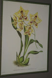 Lindenia Limited Edition Print: Odontoglossum Crispum Ldl Var Tigrinum L Lind (White, Red and Yellow) Orchid Collector Art (B5).