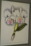 Lindenia  Limited Edition Print: Cattleya Gigas Var Meulenaereana (White with Pink and Yellow Center) Orchid Collector Art (B5)