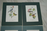 done 8 Matted Audubon Bird Prints Liquidation mats alone were $8.00 each Wall Decor